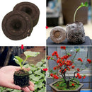 Peat Pellets Seed Starting Plugs Seeds Seedling Soil Compressed Mud Hot