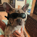 Pet Dog Sunglasses Foldable Puppy Cat Glasses UV Protection Goggles (Black)