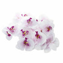 Lot of 20pcs 9cm Butterfly Orchid Flower Artificial Flower Head Decor for W