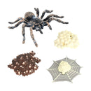 Realistic Plastic Spider Growth 4 Stages Lifelike Life Cycle Kids Education Toys