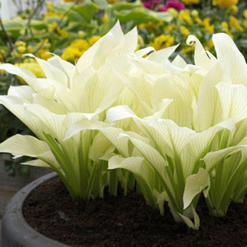 20pcs hosta plantaginea seeds fragrant plantain flower fire and ice shade TBR^i