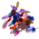 50 Dyed Guinea Fowl Feather Natural Fishing Millinery Craft DecorationOZ