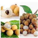 5pcs Dwarf Longan Sri Chompoo/Dragon Sweet Exotic Tropical P7Q7 Bonsai Su F V5H3