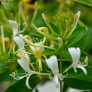 Honeysuckle Seeds Fast, Fragrant Garden Plant 50Pcs