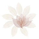 100Pcs Natural Dried Magnolia Skeleton Leaves Bookmarks Decoration DIY HOT
