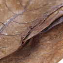 20Pc catappa leaves almond tree aquarium clean tool terminalia leaf about 50-6M&