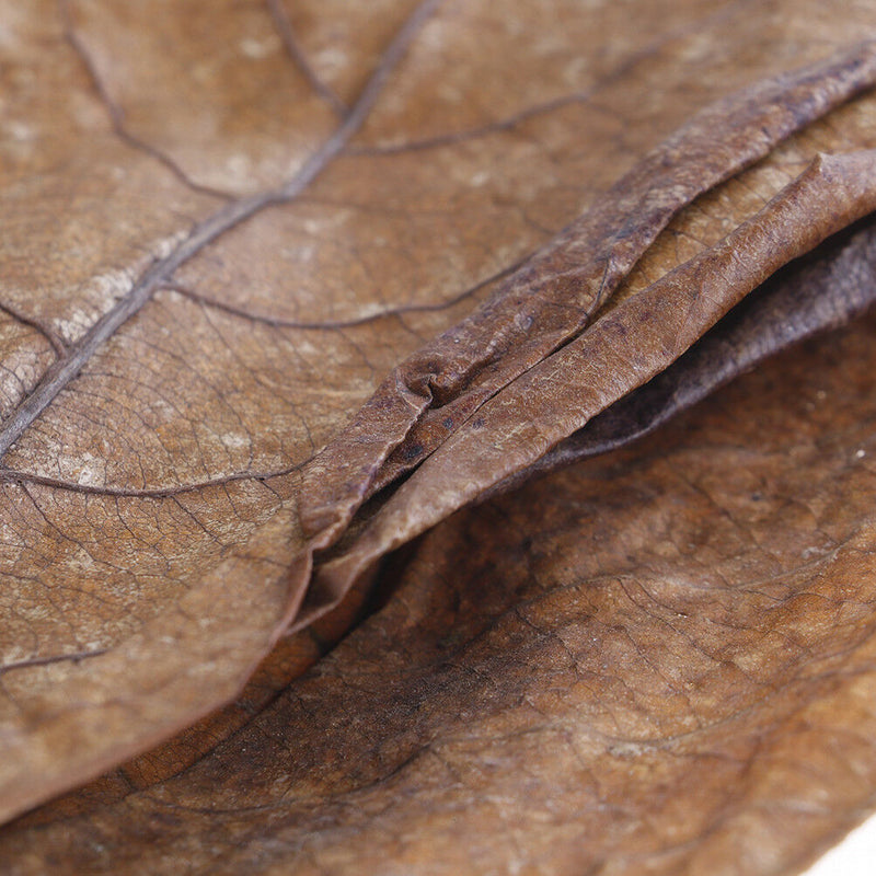 20Pc catappa leaves almond tree aquarium clean tool terminalia leaf about 50-6M&