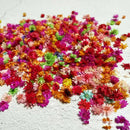 200Pcs Dried Flower Head Daisy Glass Cover Nail Art Filling Epoxy Hand Craft DIY
