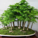 Juniper Bonsai Tree Seeds Purify Air Easy to Grow Office/Home Decoration Supply