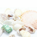 100g Mixed Beach SeaShells Mix Sea Shell Craft SeaShell Natural Aquarium Decorly
