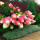 50 Vanilla Strawberry Hydrangea Flower Seeds For Planting In Pot Or GroundG ~