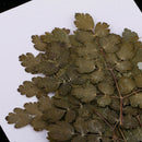 20 Pieces Green Natural Dried Flowers Pressed Leaf Leaves Thalictrum Plants