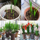 100pcs freesia bulbs perfume flower seeds home garden plant perennial LJ