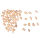 Sea Shell Perles naturel en vrac Accessoires pour Fish Tank Decor Craft J 3C