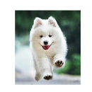 5D DIY Diamond Painting Dog Cross Stitch Embroidery Rhinestones Mosaic Kits