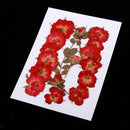 Mixed Natural Pressed Dried Rose Flower Leaves DIY Scrapbook Craft 2-2.5cm
