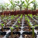 5 pcs Desert Rose Flower Adenium obesum "PEONY" bonsai Seeds Sale