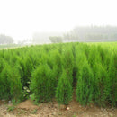 50pcs Lot Arborvitae Cypress Cupressus Sempervirens C1L3 Tree Pine Garden: H4R0