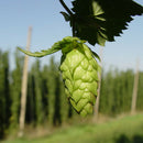 100pcs pack Egrow hops humulus lupulus seeds brew your own beer today returns year after