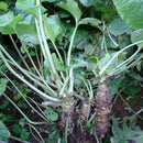 100 Wasabi Seeds Japanese mustard Horseradish Vegetable Seeds garden plant LJ