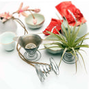 20 Pack Air Plant Stand Container Tillandsia Holder, iron Wire Stand Plant