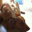 Christmas Pet Dog Headwear Reindeer Deer Antlers Headband With a Bell 11cm