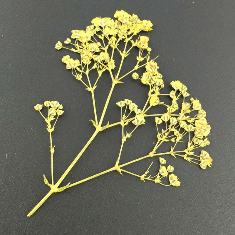 Fashion Mixed Dried Flowers Nail Art DIY Women Girl Decor Flower Manicure Crafts