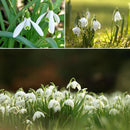 200X Galanthus Nivalis Seeds Common Snowdrop Flower Freezing Plants Home De Y1I2