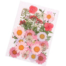 Natural Pressed Embossed Dried Flowers Sweet Pink Daisy Makeup Floral Crafts