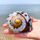 Natural South African Snail Sea Shell Coral Fish Tank Home UK Decoration M9T9