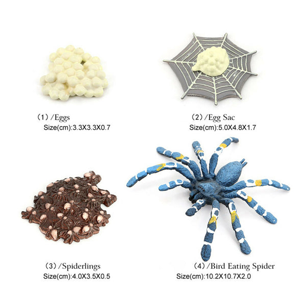 Realistic Plastic Bird Eating Spider 4 Stage Growth Life Cycle Kid
