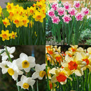 400pcs mixed daffodil double narcissus duo bulbs seeds spring plant SP