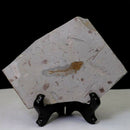 Fish Fossil Real From Western Liaoning China 150 Million Years Ago Lycopter O7C4