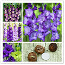 Purple Gladiolus Bulbs Beautiful Gladiolus Flower Garden Courtyard fruit pla OZ