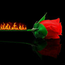 Stage Close Up Trick Torch Rose to Fire Tricks  Flame Appearing Flower Tool R0M6