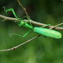 Summer Insect Statue Tree Lawn Ornament DIY Animal Sculpture Decor