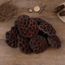 10pcs Natural Dried Lotus flowers decor flower arrangement Photoprop Photograph-