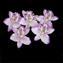 20x Light purple Artificial Silk Orchid Dendrobium Flower Head Wedding Decor