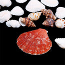 100g Fish Tank Beach Nautical DIY Mixed Sea Shells For Aquarium Craft Decor Intr