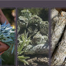 2Pcs American California White Sage Smudge Stick Wisp Sage Plant for Room P E3H3