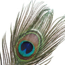 10Pcs Natural Peacock Feathers DIY Jewelry Decoration Plumes Accessories Cra JR