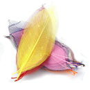 50 Pieces Mix Colors Natural Magnolia Skeleton Leaves Leaf Large - 13 - 15cm in
