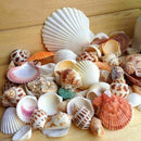 Aquarium Fish Tank Beach Nautical Shells Bulk Approx Sea Shell Photography! Gift