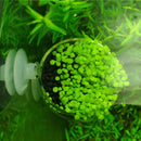 Aquarium Fish Tank Live Plants Cup Growing Pot Aquatic Landscape Holder Suction