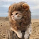 Pet Clothing, Dog or Cat Clothing, Beauty and Beast Clothing, Christmas Rol