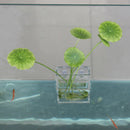 Home Aquarium Clear Acrylic Rectangle 6x2.5x8.5 cm Container Plant Cup Planter