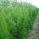 50pcs Lot Arborvitae Cypress Cupressus Sempervirens C1L3 Tree Pine Garden: H4R0