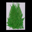 24x Real Pressed Leaves Natural Organic Dried Flowers DIY Arts Floral Decors