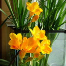 White Yellow Sunrise Amaryllis Bulbs Hippeastrum Bulbs Home Garden Decor Supply