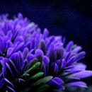 Fish Tank Aquarium Decor Accessories Artificial Water Plant Gr S1Q7 X4T9 Pl Y3F7